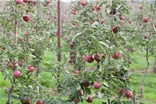 Apfelbaum 'Jonagold' Busch, Topfgröße 10 Liter, Unterlage MM111