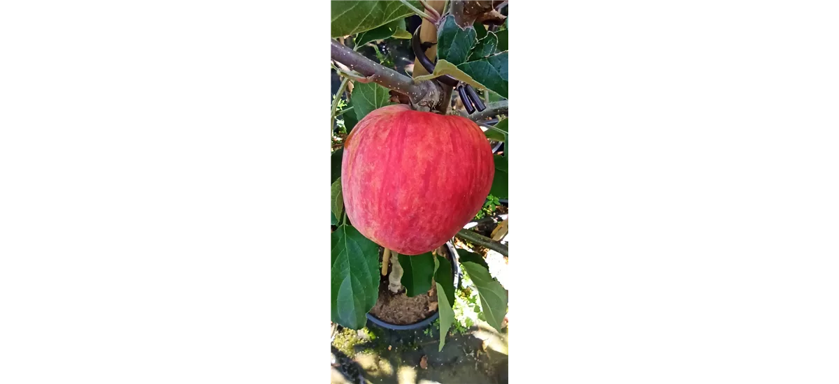 Apfelbaum 'Piros'® Busch, Topfgröße 10 Liter, Unterlage MM111