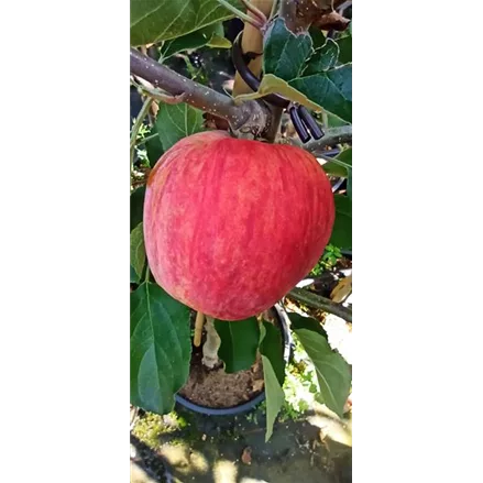 Apfelbaum 'Piros'®