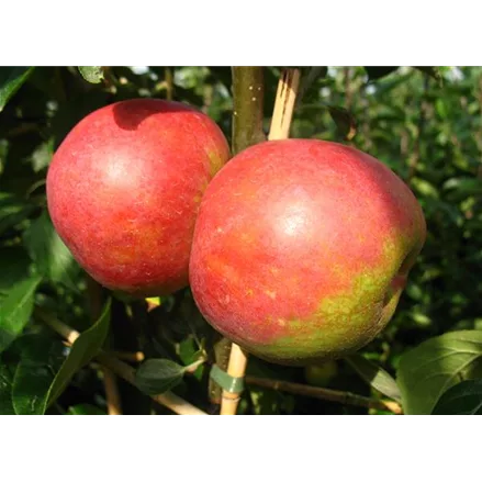 Apfelbaum 'Roter Boskoop'