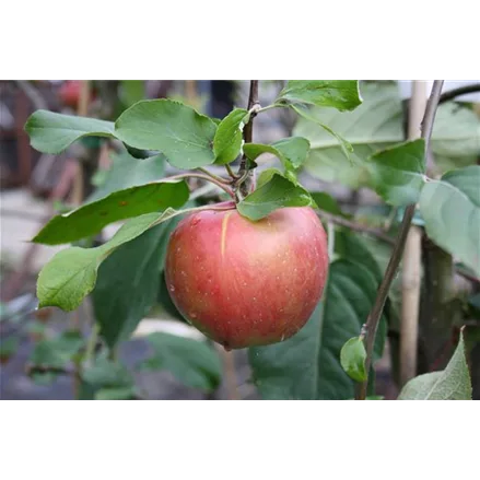 Apfelbaum 'Roter Gravensteiner'
