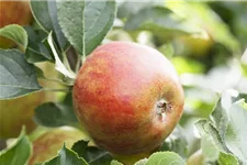Herbst-Apfel 'Holsteiner Cox' Busch, Topfgröße 10 Liter, Unterlage MM111
