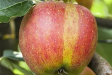 Herbst-Apfel 'Holsteiner Cox' Busch, Topfgröße 10 Liter, Unterlage MM111