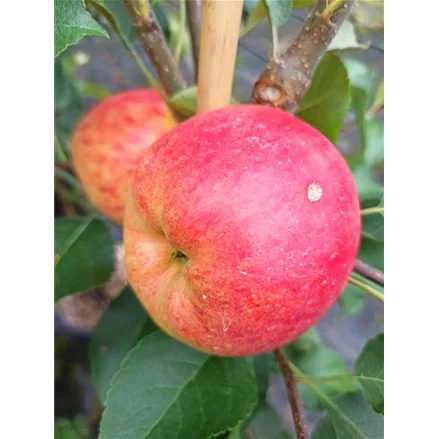 Herbst-Apfel 'Rebella'®