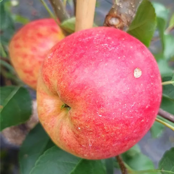 Herbst-Apfel 'Rebella'®
