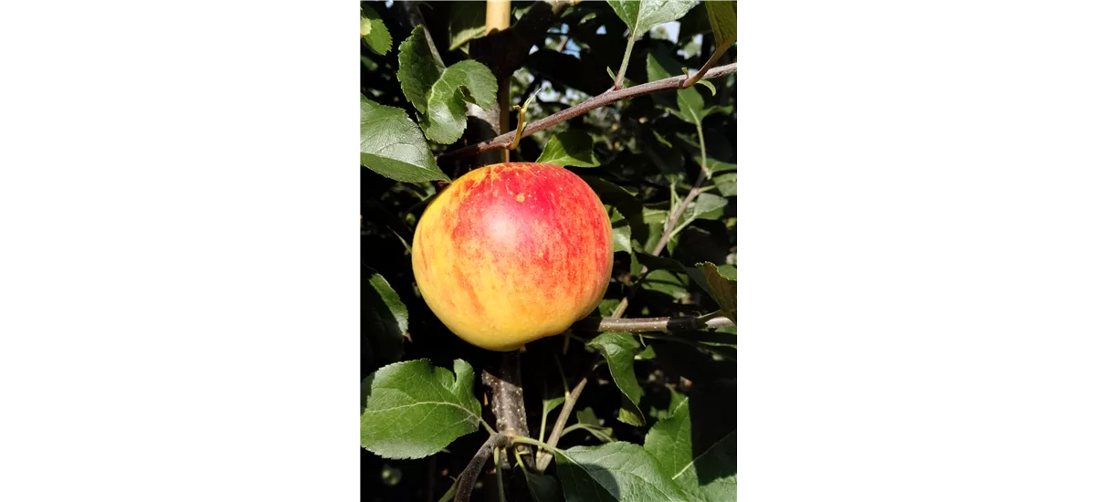 Herbst-Apfel 'Rubinola'(s) Busch, Topfgröße 10 Liter, Unterlage MM111