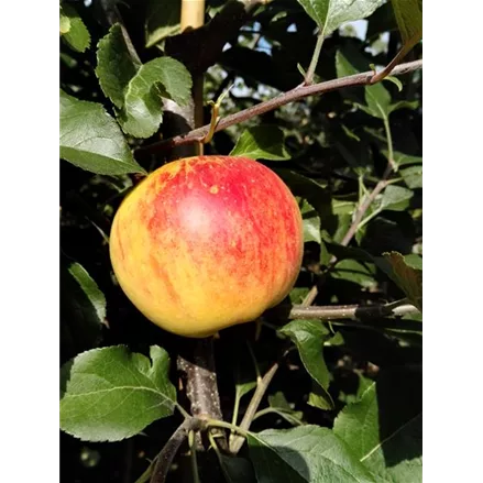 Herbst-Apfel 'Rubinola'(s)
