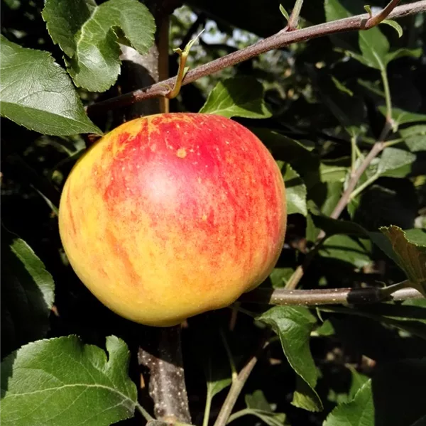 Herbst-Apfel 'Rubinola'(s)