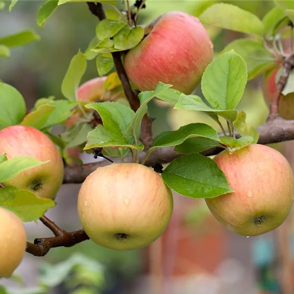 Herbstapfel \'Holsteiner Cox\' online kaufen bei Olerum | Obstbäume & Gemüsepflanzen