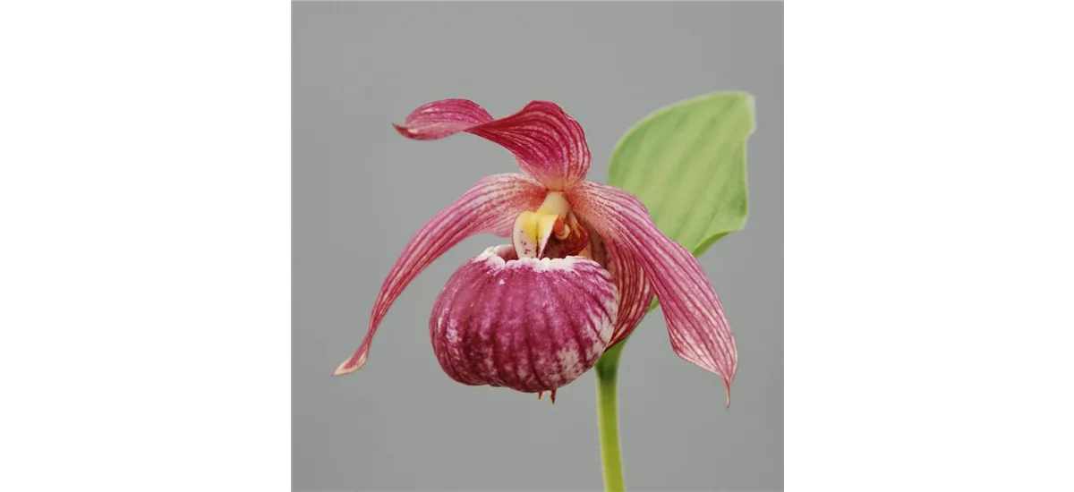 Gartenorchidee Frauenschuh 'Bernd' (Hardy Orchid®) 1 blühstarkes und bereits mehrtriebiges Rhizom