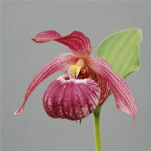 Gartenorchidee Frauenschuh 'Bernd' (Hardy Orchid®) 