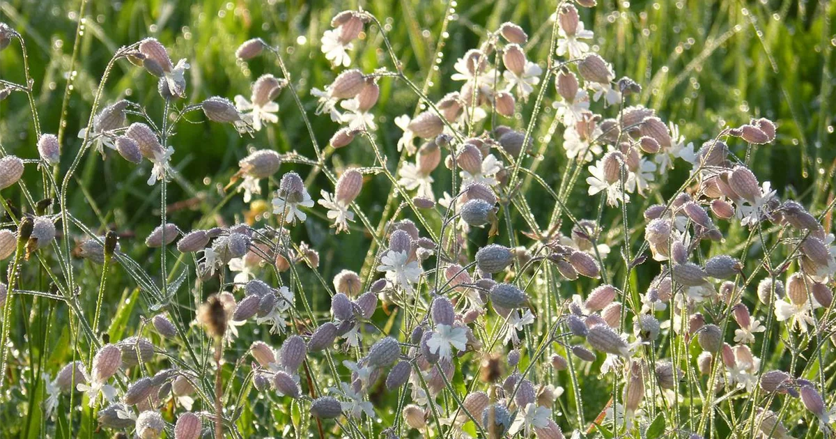 Taubenkropf Gewöhnliches Leimkraut online kaufen bei Olerum