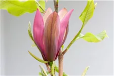 Magnolie 'Black Beauty'® Topfgröße 5 Liter / Höhe 50-60cm