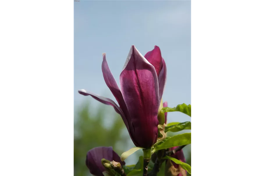 Magnolie 'Black Beauty'® Topfgröße 5 Liter / Höhe 50-60cm