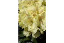 Rhododendron 'Bohlken´s Laura' Topfgröße 5 Liter, Easydendron ®