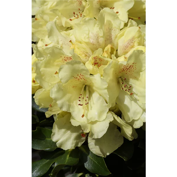 Rhododendron 'Bohlken´s Laura'