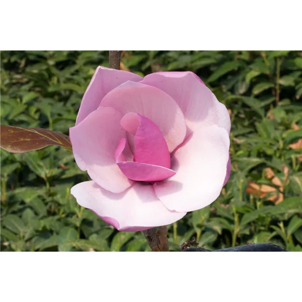 Tulpen-Magnolie 'Frank´s Masterpiece'