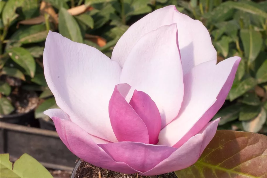Tulpen-Magnolie 'Frank´s Masterpiece' Topfgröße 5 Liter / Höhe 50-60cm
