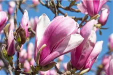 Tulpen-Magnolie 'Pickard´s Schmetterling' Topfgröße 5 Liter / Höhe 50-60cm