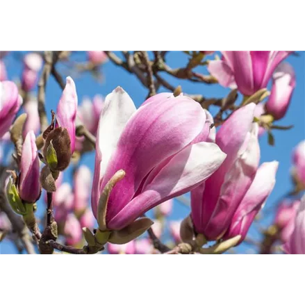 Tulpen-Magnolie 'Pickard´s Schmetterling'