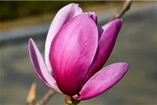 Tulpen-Magnolie 'Shirazz' Topfgröße 5 Liter / Höhe 50-60cm