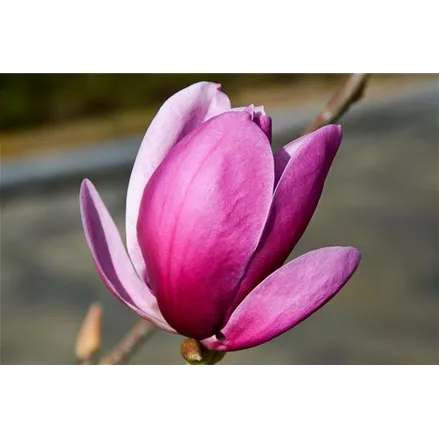 Tulpen-Magnolie 'Shirazz'