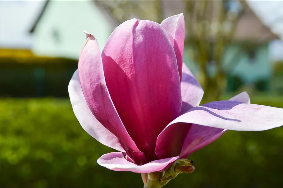 Tulpen-Magnolie 'Shirazz' Topfgröße 5 Liter / Höhe 50-60cm