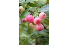 Heidelbeere 'PinkBerry'® Topfgröße 4,6 Liter, pinker Topf