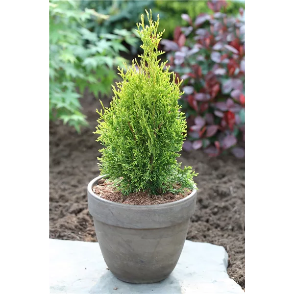 Lebensbaum Thuja einpflanzen im Garten Olerum