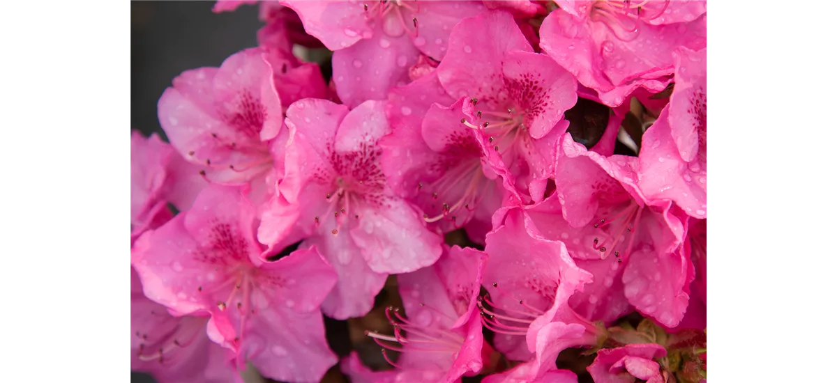 Japanische Azalee 'Pink for Help'® Topfgröße 2,3 Liter