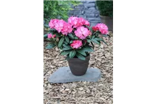 Rhododendron 'Anuschka' Topfgröße 5 Liter, Easydendron ®