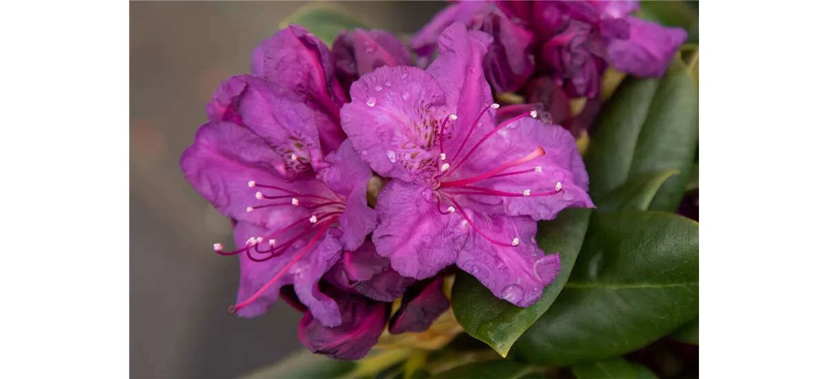 Yaku-Rhododendron 'Bohlken´s Lupinenberg Laguna'® Topfgröße 5 Liter, Easydendron ®