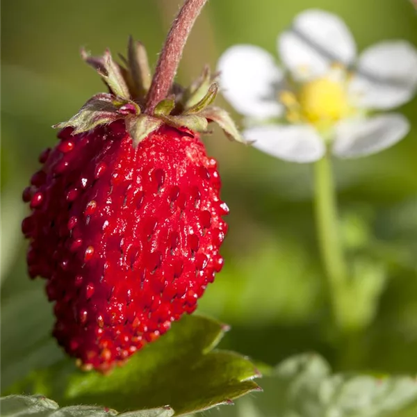 Monats-Erdbeere 'Rügen'