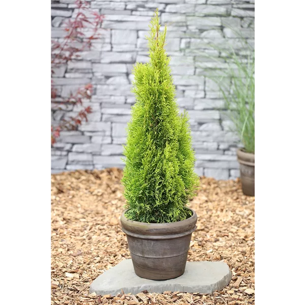 Lebensbaum Thuja einpflanzen im Garten Olerum