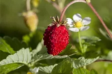Monats-Erdbeere 'Alexandria' 9 x 9 cm Topf 0,5 Liter