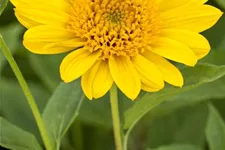 Stauden-Sonnenblume 'Capenoch Star' 1 Liter Topf