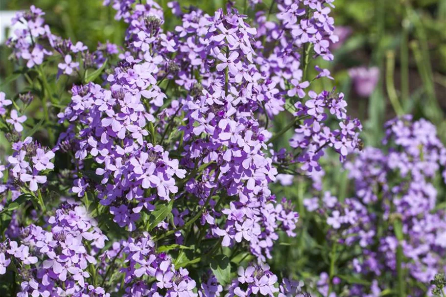 Hesperis matronalis Nachtviole Pflanze im 9cm-Topf 