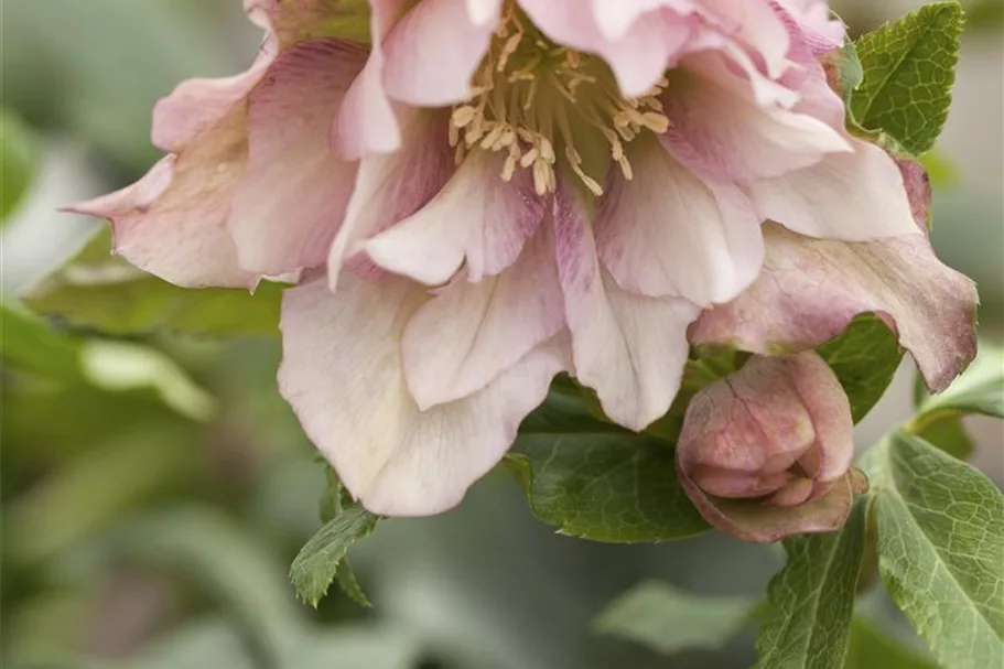Lenzrose generativ online kaufen bei Olerum