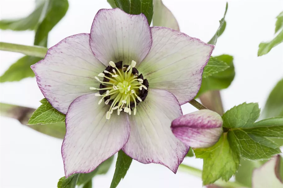 Helleborus x orientalis 9 x 9 cm Topf 0,5 Liter 