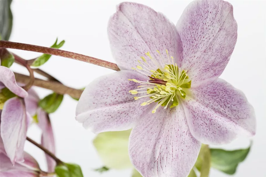 43+ Lenzrose Kaufen Toom, Der gartenboden sollte humos bis lehmig