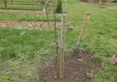 Wie pflanze ich einen Apfelbaum?