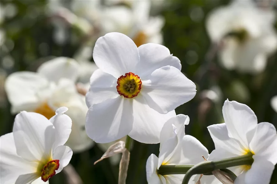 5 Blumenzwiebel GartenDichterNarzisse 'Actaea' online kaufen bei Olerum