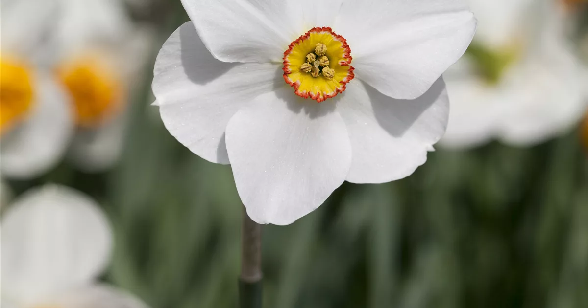 5 Blumenzwiebel GartenDichterNarzisse 'Actaea' online kaufen bei Olerum