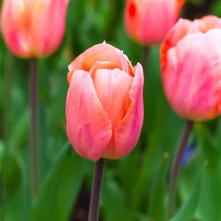 Tulpe 'Apricot Beauty'