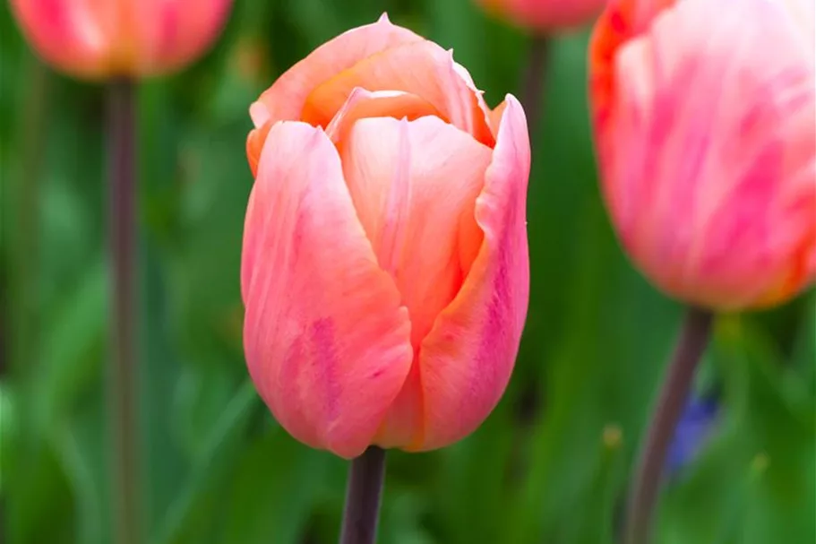 Tulpe 'Apricot Beauty' 11 cm