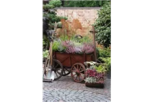 Winterharte Knospenheide Gardengirls® Topfgröße 2,3 Liter