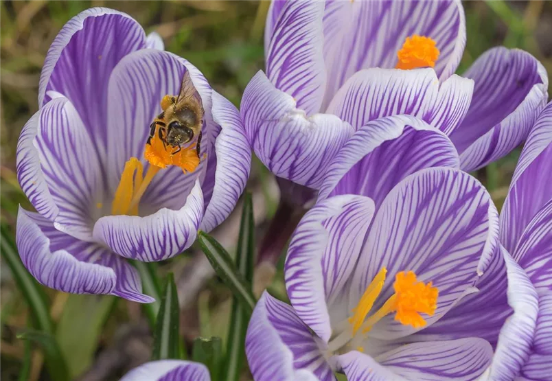 Blumenzwiebeln -Frühjahrsblüher helfen Biene & Co. !