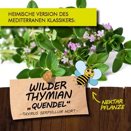 Bio Wilder Thymian „Quendel“ 