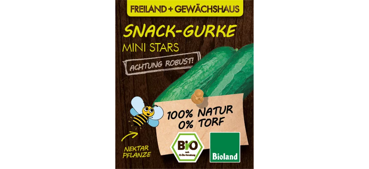 Bio Snack-Gurke 'Mini Stars' 12 cm Topf