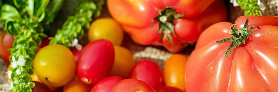 Tomaten-Vielfalt bei Olerum
